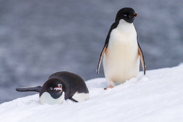 istock Adelie Penguin standing on an iceberg 2103611382