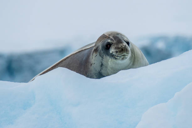 istock Close-up of a Weddell seal 2103611396