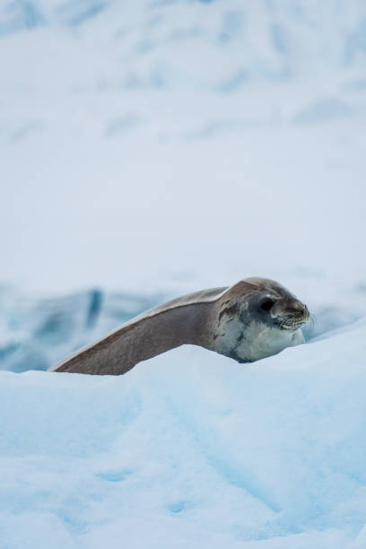 istock Close-up of a Weddell seal 2103611403