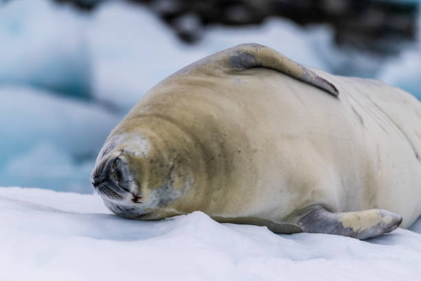 istock Crabeater Seal resting on a sheet of ice 2103611407