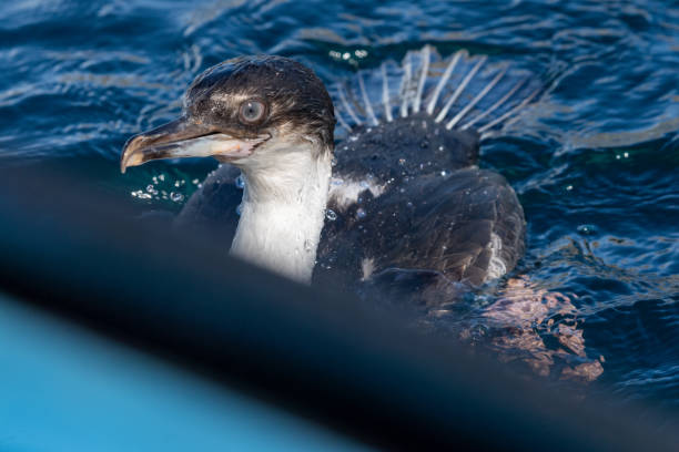 istock An Antarctic Shag at Mikkelsen Harbour 2103611414