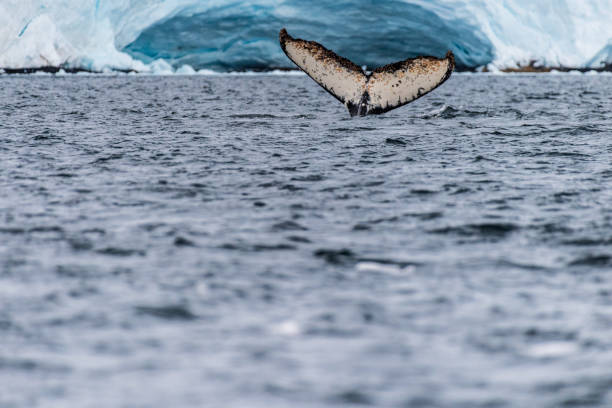 istock Tail of a humpback whale in the Antarctic 2103611948