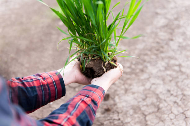 istock Young woman holding soil with green grass 2103625053