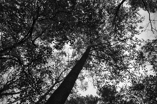 View into the crown of a deciduous tree in the forest. Upwards along the trunk. Nature shot