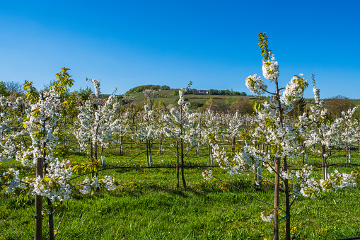 Blooming cherry trees under a blue sky in Frauenstein - Germany in the Rheingau