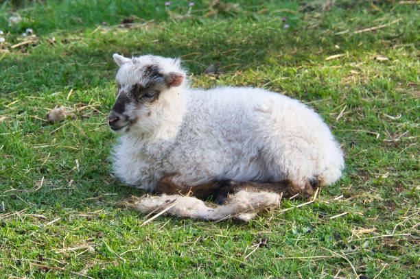 easter lamb lying on a green meadow. white wool on a farm animal on a farm. animal - lamb softness fur wool - fotografias e filmes do acervo