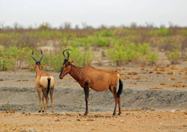 istock Two Red Hartebeest standing in the African Bush 2103638896