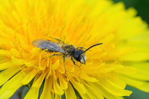 Natural closeup on male red-bellied miner mining bee, Andrena ventralis in a yellow dandelion flower, Taraxacum officinale