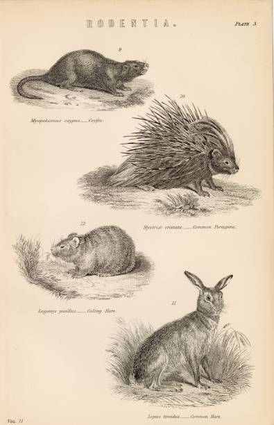 An original Antique Plate scan from the National Encyclopaedia: A Dictionary of Universal Knowledge. Published by William Mackenzie in 1880.
