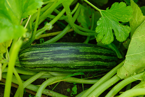 Green organic striped zucchini growing outdoors in a garden bed. Organic gardening, agriculture, vegetable growing. Cucurbita pepo