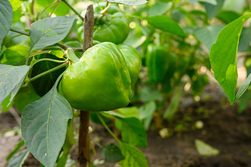 Green pepper grows on a branch tied to a wooden stick. Bottom angle close-up. Ecologically friendly farming, without the use of pesticides and chemical fertilizers, amateur gardening.