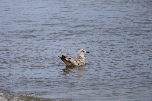 Herring gull soaring gracefully over beach while waves crash