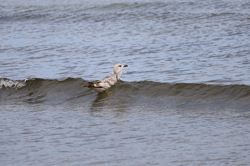 Herring gull soaring gracefully over beach while waves crash