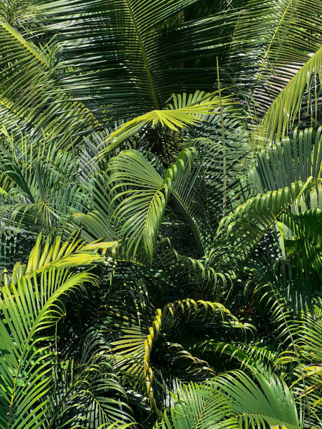 istock Green tropical palm leaves natural background 2103671985