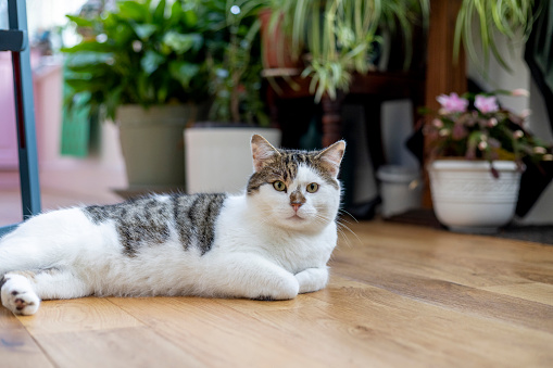 A floor-level shot of a cat lying on a laminate wood floor inside a home in Hexham, Northumberland. It has white and grey fur, it has its front paws tucked beneath its body and is looking directly at the camera. Behind there are potted plants out of focus.