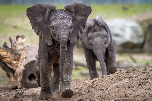 African elephant calves frolicking in playful behavior