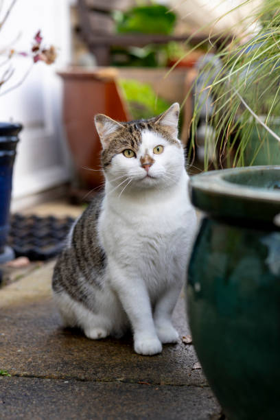 istock Cat Sitting Behind Plant Pot 2103677658