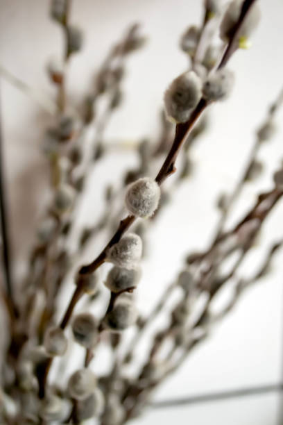istock Soft buds on willow. fluffy willow buds. Willow - cats on the background of a white wall. willow branches with buds. 2103691176