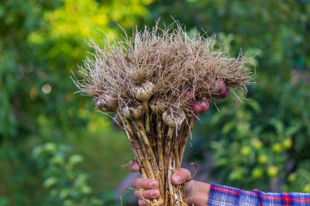 istock a male farmer holds garlic in his hands. Selective focus 2103694829