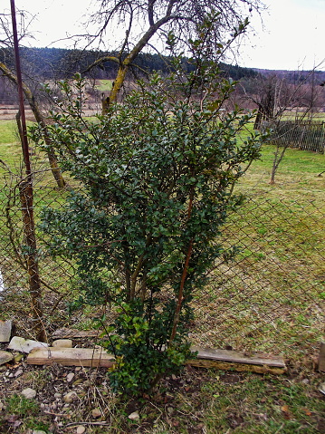 Lush green Common Holly shrub against a rural backdrop