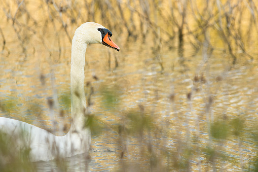 Swan in profile portrait at golden hour, swimming quietly in the lagoon. Mugello, Tuscany