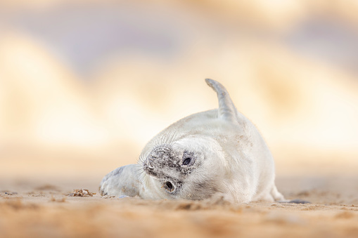 A Grey Seal cub being cute. Norfolk, UK.