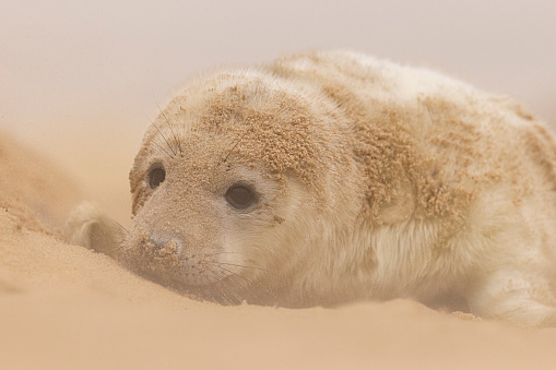 A Grey Seal pup on the beach in Norfolk, UK.