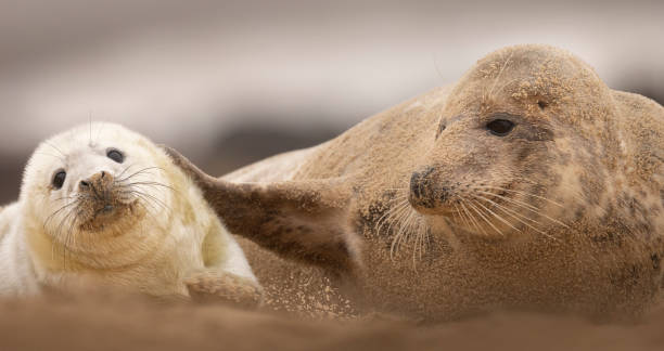 istock Grey Seal pup with its mum on the beach in Norfolk, UK. 2103705388