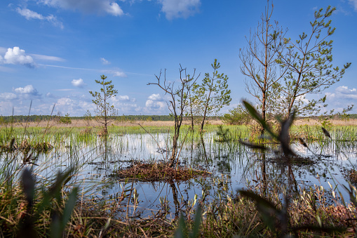 This photo captures a spring landscape in marshes, where nature begins to awaken after winter. The marshy terrain shows the first signs of seasonal renewal.