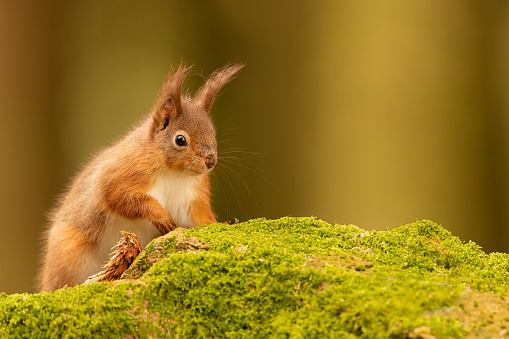 A Red Squirrel on a mossy rock, Cumbria, UK.