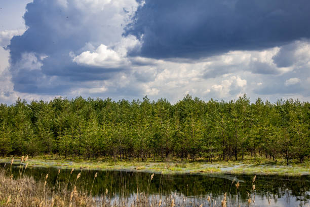 Landscape of forest and lake in Oulanka National Park, Finland