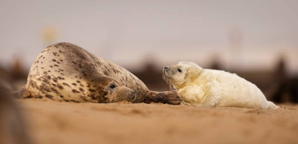 istock Grey Seal pup and mum on the beach in Norfolk, UK. 2103706451