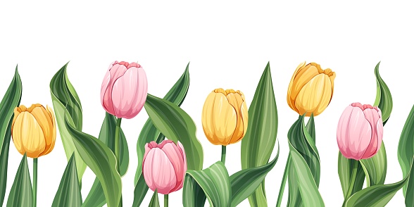 Seamless border of tulips on an isolated background. Illustration with spring flowers for Easter, Mother's Day, etc. Suitable for decor, fabric, cards, backgrounds, wallpapers.