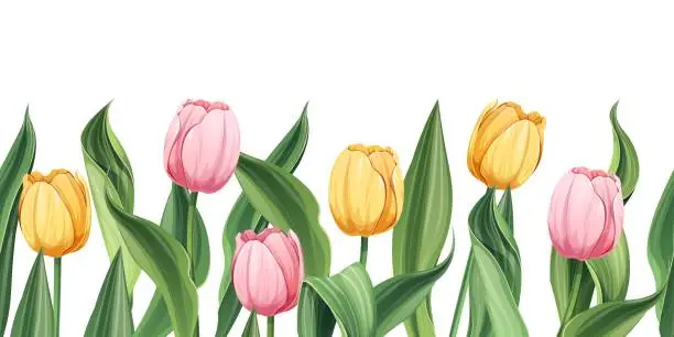 Vector illustration of Seamless border of tulips on an isolated background. Illustration with spring flowers for Easter, Mother's Day, etc. Suitable for decor, fabric, cards, backgrounds, wallpapers