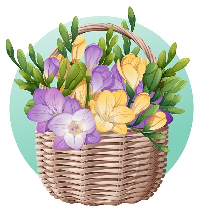 Basket with spring flowers on isolated background. Vector illustration of a freesia bouquet in a wicker basket. Gift for Women's Day, Mother's Day, etc