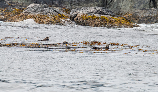 Bevy (group) of Sea Otters on the surface in Prince William Sound, Alaska, USA