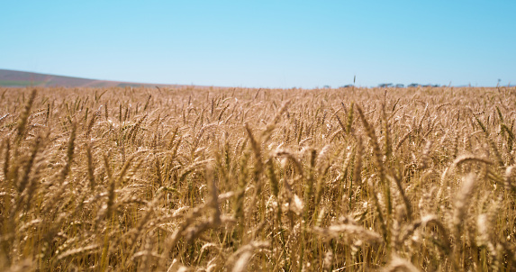 Field, nature and blue sky with wheat for farming in environment, ecosystem and natural landscape. Agriculture, sustainability and plant for grain harvest, growth or food production in countryside