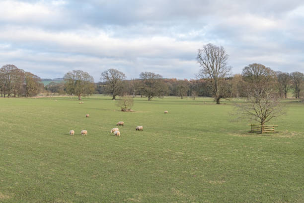 Sheep grazing on park land in the Scottish Borders, UK