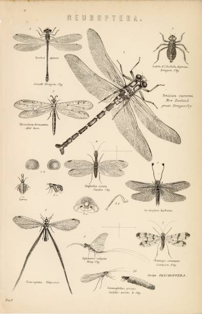 istock NEUROPTERA Insects. Dragonfly, Scorpion Fly, May-Fly. Vintage 1880 Print 2103733589