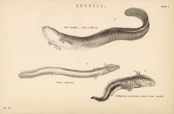 An original Antique Plate scan from the National Encyclopaedia: A Dictionary of Universal Knowledge. Published by William Mackenzie in 1880.