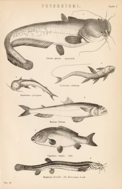 fish-physostomi-species-sheat-