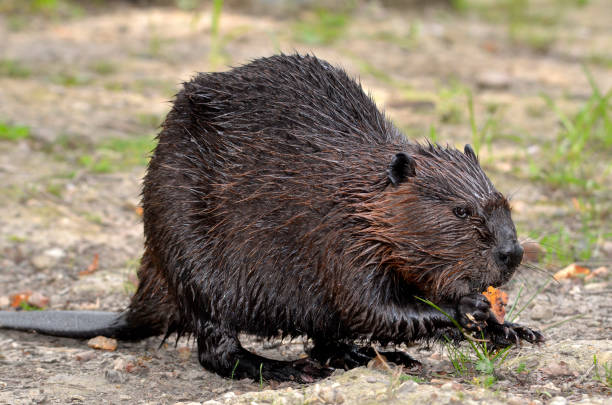 istock North American Beaver eating vegetable 2103736195