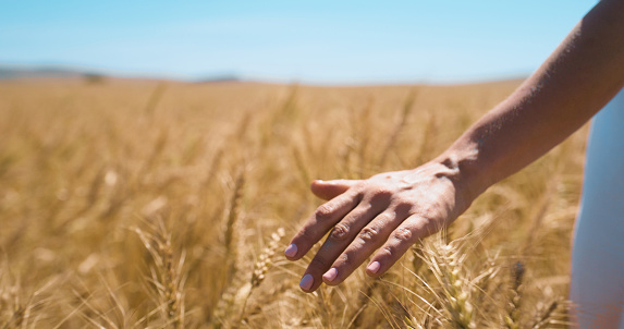 Closeup, hand and field with nature, sunshine and countryside with freedom and fresh air. Grain, outdoor and person with grass or journey with agriculture or adventure with blue sky or sustainability