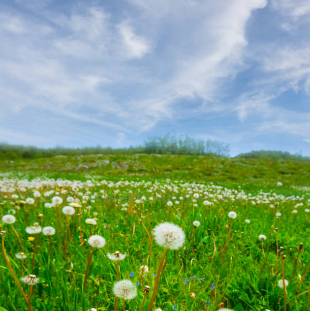Blue sky and summer green field landscape