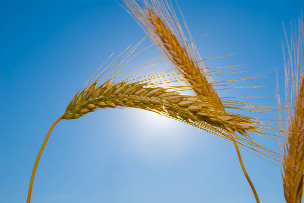 closeup wheat ears in light of sparkle sun