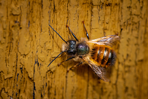 A bee on a Rosebay Willowherb