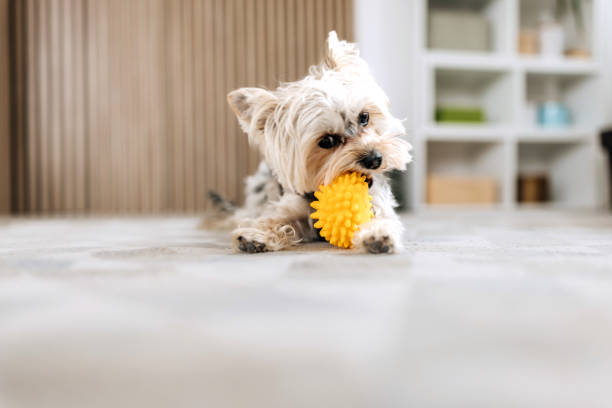 Cute little dog playing with toy at home