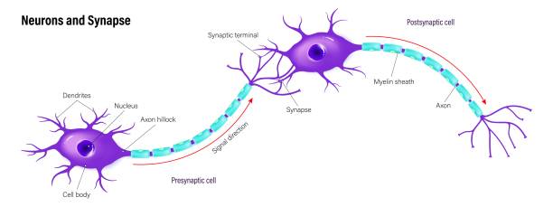 ilustraciones, imágenes clip art, dibujos animados e iconos de stock de neuronas y vector de sinapsis. anatomía de las neuronas. comunicación neuronal. célula presináptica y célula postsináptica. - brain human spine neuroscience healthcare and medicine