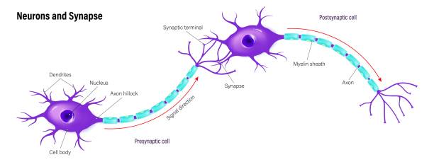 neurony i wektor synaps. anatomia neuronów. komunikacja neuronowa. komórka presynaptyczna i komórka postsynaptyczna. - brain human spine neuroscience healthcare and medicine stock illustrations