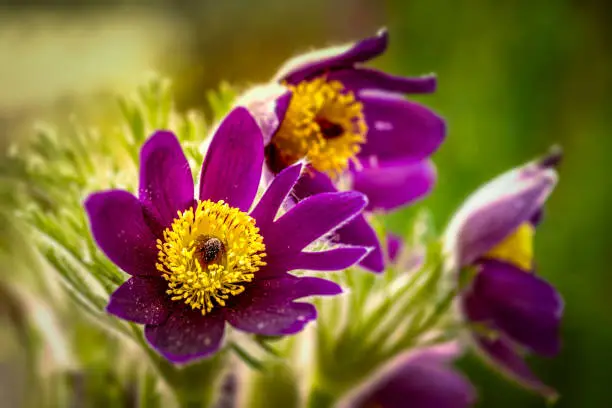 This photo shows a close-up of sunlight illuminating purple pasque flowers. Vibrant purple petals glow in the sunlight, creating a mesmerizing display of color and natural beauty.